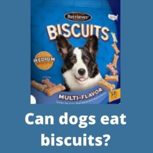 can dogs eat biscuits, can a dog eat biscuits, Debashree Dutta , can dogs eat a biscuit, can dogs have biscuits, can a dog eat a biscuit, can dogs eat human biscuits, can dogs eat honey butter biscuits, can dogs eat belvita biscuits, can dogs eat biscuits and gravy, can a dog eat biscuits, can dogs eat biscuits, can dogs eat ginger biscuits, can dogs eat gingerbread cookies, can dogs eat digestive biscuits, can dogs eat cat biscuits, can dogs have ginger biscuits, is biscuits good for dogs, which human biscuits are good for dogs, are biscuits good for dogs, can dogs have biscuits, can dogs eat rich tea biscuits, which biscuits are good for street dogs, can dogs have peanut butter cookies, can dogs have gingerbread cookies, can dogs eat parle g, can dogs eat ginger nut biscuits, is marie biscuit good for dogs, which biscuits are good for dogs, can dogs eat human biscuits, can we give parle g to dogs, can humans eat dog biscuits, can dogs eat ginger cookies, can dogs eat butter cookies, what human biscuits can dogs eat, can dogs have digestive biscuits, can dogs eat marie biscuits, can we feed parle g to dogs, can puppies eat biscuits, can we give biscuits to dogs, can dogs have rich tea biscuits, which biscuit is good for dogs, is biscuit good for dog, dogs eat biscuits, dogs biscuits, homemade dog treats, best dog treats, healthy dog treats, peanut butter dog treats, natural dog treats, dog treat, pumpkin dog treats, dog cookies, 3 ingredient dog treats, milk bone dog treats, sweet potato dog treats, homemade dog biscuits, best puppy treats, dog treats near me, old mother hubbard dog treats, dog bone cookie cutter, diy dog treats, bocce dog treats, ol roy dog treats, costco dog treats, grain free dog treats, low fat dog treats, organic dog treats, low calorie dog treats, homemade peanut butter dog treats, easy homemade dog treats, peanut butter pumpkin dog treats, hemp dog treats, 3 ingredient peanut butter dog treats, dog cookie cutters, dog birthday treats, healthy homemade dog treats, soft dog treats, dog treat maker, christmas dog treats, no bake dog treats, vegan dog treats, chewies biscuits, best small dog treats, pedigree biscrok, healthy soft dog treats, blue buffalo dog treats, puppy biscuits, dog chew treat, dog treat box, homemade dog cookies, banana dog treats, homemade dog treats without peanut butter, mother hubbard dog treats, homemade dog treats with rolled oats, peanut butter dog biscuits, all natural dog treats, good dog treats, easy dog treats, gourmet dog treats, bonio dog biscuits, nutro dog treats, peanut butter banana dog treats, bacon dog treats, dog biscuits price, spent grain dog treats, dog treat advent calendar, salmon dog treats, dog treats for puppies, gravy bones, pedigree markies, blueberry dog treats, bulk dog treats, purina dog treats, pedigree dog treats, homemade pumpkin dog treats, peanut butter cookies for dogs, bone cookie cutter, gluten free dog treats, dog treats for sensitive stomachs, best dog biscuits, worst dog treats, chicken dog treats, kirkland dog biscuits, peanut butter oatmeal dog treats, royal canin dog treats, baked dog treats, homemade dog treats without flour, best dog treats for small dogs, bocces bakery, bil jac dog treats, biscuit dog, vibrant life dog treats, pedigree biscuits, bone shaped cookie cutter, wagg dog treats, halloween dog treats, small dog treats, gravy bones for dogs, easy peanut butter dog treats, best homemade dog treats, lilys kitchen bedtime biscuits, homemade dog treats no bake, low protein dog treats, dog chocolate treats, milk bone dipped, best healthy dog treats, dog treat bakery near me, winalot shapes, best natural dog treats, making dog treats, dog bone treats, charcoal biscuits for dogs, peanut butter and pumpkin dog treats, cheap dog treats, grain free dog biscuits, oatmeal dog treats, aldi dog treats, pumpkin dog biscuits, safe dog treats, dog treat brands, yogurt dog treats, carob dog treats, pets at home dog treats, vegetarian dog treats, 3 ingredient pumpkin dog treats, best dog treat brands, low sodium dog treats, dog christmas cookies, hills dog treats, american journey dog treats, bocce's bakery dog treats, alpo dog treats, paw print cookie cutter, scooby snacks dog treats, high fiber dog treats, cheese dog treats, pedigree gravy bones, healthy dog biscuits, peanut butter dog treats no bake, peanut butter and banana dog treats, charcoal biscuits, crave dog treats, treat biscuits, acana dog treats, dog treats online, apple dog treats, homemade soft dog treats, dog treat cookie cutters, best high value dog treats, nutro biscuits, carrot dog treats, dog mixer biscuits, pedigree dog biscuits, bark and biscuit, darford dog treats, home made dog biscuits, best dog treats for sensitive stomachs, homemade sweet potato dog treats, 2 ingredient dog treats, corgi cookie cutter, natural balance dog treats, easter dog treats, chicken free dog treats, pumpkin dog cookies, barkery dog treats, tux dog biscuits, pumpkin oatmeal dog treats, homemade treats for puppies, bow wow dog treats, dachshund cookie cutter, low calorie dog treats homemade, soft dog treats for older dogs, duck dog treats, cloud star dog treats, gourmet dog treats near me, snaps dog treats, coconut flour dog treats, pedigree chum mixer, homemade pumpkin dog treats without flour, wheat free dog treats, turmeric dog treats, low fat dog treats pancreatitis, costco dog biscuits, homemade dog treats without pumpkin, pedigree milky bones, kirkland dog treats, tuna dog treats, bone marrow dog treats, newman's own dog treats, dog treat store, diet dog treats, custom dog treats, buddy softies dog treats, dog treat bakery, yak dog treats, aldi dog biscuits, dog biscuits woolworths, best dog treats for dogs, evolve dog treats, 2 ingredient dog treats no bake, lucky dog biscuits, homemade dog treats near me, tesco dog biscuits, markies dog treats, natural dog biscuits, the barkery dog treats, chicken liver dog treats, limited ingredient dog treats, shake shack dog treats, most popular dog treats, pumpkin peanut butter dog cookies, milk bone dog biscuits, black dog treats, pedigree marrobone, beeno dog biscuits, diy dog biscuits, homemade grain free dog treats, homemade peanut butter dog treats without flour, lily's bedtime biscuits, paul newman dog treats, dog treats without chicken, lamb dog treats, bedtime biscuits for dogs, blue wilderness dog treats, nutrisource dog treats, biscrok gravy bones, crunchy o's dog treats, homemade dog treats for sale, dog biscuit cutters, dog shaped cookie cutters, dog biscuit cookie cutter, mint dog treats, riley's organic dog treats, purepet biscuits, grass saver biscuits, dog biscuits online, bark dog treats, cranberry dog treats, fat free dog treats, heart to tail dog treats, pumpkin puree dog treats, heart shaped dog treats, paw cookie cutter, crunchy dog treats, dog biscuits for puppies, easy dog cookies, charcoal dog treats, individually wrapped dog treats, cbd biscuits for dogs, homemade chicken dog treats, parle g for dogs, best organic dog treats, vitabone, free dog treats, beef dog treats, kong biscuit ball, best soft dog treats, natures menu mighty mixer, high protein dog treats, biscuit pedigree, pets at home dog biscuits, almond flour dog treats, dog food biscuits, coles dog biscuits, dog biscuits 1kg, homemade dog treats for sensitive stomachs, himalaya dog biscuits, holiday dog treats, love em dog treats, handmade dog treats, popular dog treats, pedigree puppy biscuits, science diet dog treats, bakers dog biscuits, purepet dog biscuits, fancy dog treats, 3 ingredient peanut butter pumpkin dog treats, dog biscuit maker, soft pumpkin dog treats, betty miller dog treats, the best dog treats, frozen banana dog treats, 3 ingredient dog treats no bake, pumpkin banana dog treats, pumpkin dog treats without flour, soft dog biscuits, peanut butter bacon dog treats, sweet potato dog biscuits, easy pumpkin dog treats, simple homemade dog treats, gingerbread dog treats, easy dog biscuits, small dog biscuits, no bake pumpkin dog treats, high quality dog treats, evolve oven baked dog biscuits, making dog biscuits, lilys kitchen dog treats, ina garten dog biscuits, banana dog treats without peanut butter, dog shaped cookies, dog treats without peanut butter, royal canin dog biscuits, harringtons dog treats, sugar free dog treats, turkey dog treats, personalised dog treats, tasty dog treats, best flour for dog treats, dog treat cutters, pumpkin peanut butter oatmeal dog treats, dog treat cookies, simple dog treats, scooby doo dog treats, dog treat biscuits, morrisons dog treats, milk bone gravy bones, buddy biscuits peanut butter, homemade sweet potato and oatmeal dog treats, woolworths dog biscuits, good dog treat brands, a dog treat, dehydrated peanut butter dog treats, senior dog treats, bulk buy dog treats, fresh breath dog treats, low fat dog biscuits, dog paw cookie cutter, pumpkin spice dog treats, dog bone biscuits, vita bone biscuits, biscrok milky bones, chewy cbd dog treats, probono dog biscuits, royal canin biscuits, ginger biscuits for dogs, sainsbury's dog treats, 3 ingredient dog treats no peanut butter, milk bone flavor snacks, pug cookie cutter, dog birthday biscuits, bonio biscuits, healthy natural dog treats, milk bone grain free dog biscuits, sweet potato peanut butter dog treats, dog biscuits coles purina dog biscuits, dog bone cookies, peanut butter oat dog treats, cute dog treats, healthy dog cookies, oat dog treats, homemade dog treats with rolled oats and peanut butter, vegan dog biscuits, vita bone dog biscuits, fresh dog treats, home baked dog treats, pet pride dog treats, private label dog treats, whole foods dog treats, dog bone cookie cutter petsmart, dog bone shaped cookie cutter, northern dog treats, cookies dog, easy diy dog treats, three ingredient dog treats, personalised dog biscuits, harringtons dog biscuits, homemade christmas dog treats, best grain free dog treats, asda dog biscuits, zucchini dog treats, dog treats for small dogs, low cal dog treats, coconut dog treats, valentine dog treats, organic dog biscuits, black dog biscuits, evolve dog biscuits, meat up dog biscuits, valentines day dog treats, diy peanut butter dog treats, pedigree biscrok gravy bones, winalot dog biscuits, happy dog treats, thermomix dog treats, best all natural dog treats, biscrok dog biscuits, milk bone small dog treats, poochs dog treats, personalized dog treats, drools biscuits, gluten free dog biscuits, oat flour dog treats, shapes dog biscuits, diy healthy dog treats, a dog eats 80 biscuits in five days, big dog treats, tux biscuits, hip and joint dog treats, large dog treats, buy dog treats online, stella and chewy dog treats, milk bone mini dog treats, buddy dog treats, wiggles dog treats, nunn better dog treats, ginger dog treats, home made dog cookies, homemade cbd dog treats, lidl dog treats, dog treat companies, grandma lucy's organic dog treats, homemade diabetic dog treats, protein free dog treats, sourdough dog treats, spent grain dog biscuits, edible dog treats, sweet potato wrapped with chicken dog treats, diy dog cookies, dog treats made with pumpkin, hypoallergenic dog biscuits, homemade dog treats no peanut butter, apple peanut butter dog treats, peanut dog treats, special dog treats, homemade dog biscuits with pumpkin, tiny dog treats, pumpkin oat dog treats, marrobone dog treats, royal canin puppy biscuits, wheat free dog biscuits, best low fat dog treats, charcoal bones for dogs, chicken wrapped sweet potato dog treats, dog treat cookbook, christmas dog biscuits, peanut butter yogurt dog treats, dog biscuits near me, hills dog biscuits, home made dog treat, sardine dog treats, homemade dog treats with banana, bones beds and biscuits, milk bone biscuits, healthy dog treat brands, home made dog treats with pumpkin, greek yogurt dog treats, dog treats price, large dog biscuits, wagg dog biscuits, sausage dog cookie cutter, local dog treats, queezibics for dogs, natural dog treats near me, pumpkin dog treats without peanut butter, butternut squash dog treats, apple carrot dog treats, yummy dog treats, bonio puppy biscuits, diy dog treats no bake, dog treats without flour, pointer dog biscuits, sausage dog treats, beds bones and biscuits, best puppy biscuits, 1 ingredient dog treats, drools dog treats, vita bone artisan,