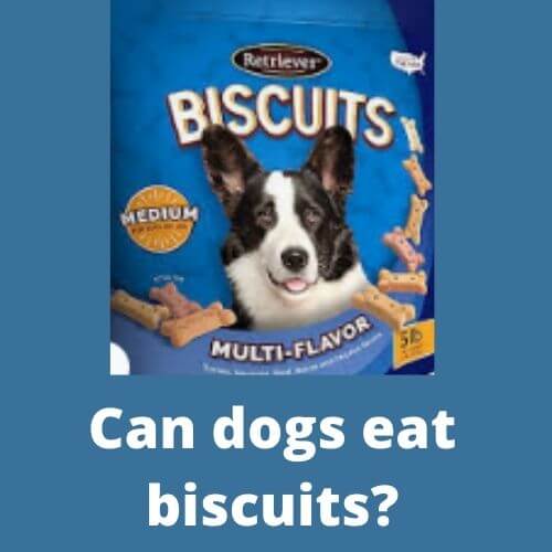 can dogs eat biscuits, can a dog eat biscuits, Debashree Dutta , can dogs eat a biscuit, can dogs have biscuits, can a dog eat a biscuit, can dogs eat human biscuits, can dogs eat honey butter biscuits, can dogs eat belvita biscuits, can dogs eat biscuits and gravy, can a dog eat biscuits, can dogs eat biscuits, can dogs eat ginger biscuits, can dogs eat gingerbread cookies, can dogs eat digestive biscuits, can dogs eat cat biscuits, can dogs have ginger biscuits, is biscuits good for dogs, which human biscuits are good for dogs, are biscuits good for dogs, can dogs have biscuits, can dogs eat rich tea biscuits, which biscuits are good for street dogs, can dogs have peanut butter cookies, can dogs have gingerbread cookies, can dogs eat parle g, can dogs eat ginger nut biscuits, is marie biscuit good for dogs, which biscuits are good for dogs, can dogs eat human biscuits, can we give parle g to dogs, can humans eat dog biscuits, can dogs eat ginger cookies, can dogs eat butter cookies, what human biscuits can dogs eat, can dogs have digestive biscuits, can dogs eat marie biscuits, can we feed parle g to dogs, can puppies eat biscuits, can we give biscuits to dogs, can dogs have rich tea biscuits, which biscuit is good for dogs, is biscuit good for dog, dogs eat biscuits, dogs biscuits, homemade dog treats, best dog treats, healthy dog treats, peanut butter dog treats, natural dog treats, dog treat, pumpkin dog treats, dog cookies, 3 ingredient dog treats, milk bone dog treats, sweet potato dog treats, homemade dog biscuits, best puppy treats, dog treats near me, old mother hubbard dog treats, dog bone cookie cutter, diy dog treats, bocce dog treats, ol roy dog treats, costco dog treats, grain free dog treats, low fat dog treats, organic dog treats, low calorie dog treats, homemade peanut butter dog treats, easy homemade dog treats, peanut butter pumpkin dog treats, hemp dog treats, 3 ingredient peanut butter dog treats, dog cookie cutters, dog birthday treats, healthy homemade dog treats, soft dog treats, dog treat maker, christmas dog treats, no bake dog treats, vegan dog treats, chewies biscuits, best small dog treats, pedigree biscrok, healthy soft dog treats, blue buffalo dog treats, puppy biscuits, dog chew treat, dog treat box, homemade dog cookies, banana dog treats, homemade dog treats without peanut butter, mother hubbard dog treats, homemade dog treats with rolled oats, peanut butter dog biscuits, all natural dog treats, good dog treats, easy dog treats, gourmet dog treats, bonio dog biscuits, nutro dog treats, peanut butter banana dog treats, bacon dog treats, dog biscuits price, spent grain dog treats, dog treat advent calendar, salmon dog treats, dog treats for puppies, gravy bones, pedigree markies, blueberry dog treats, bulk dog treats, purina dog treats, pedigree dog treats, homemade pumpkin dog treats, peanut butter cookies for dogs, bone cookie cutter, gluten free dog treats, dog treats for sensitive stomachs, best dog biscuits, worst dog treats, chicken dog treats, kirkland dog biscuits, peanut butter oatmeal dog treats, royal canin dog treats, baked dog treats, homemade dog treats without flour, best dog treats for small dogs, bocces bakery, bil jac dog treats, biscuit dog, vibrant life dog treats, pedigree biscuits, bone shaped cookie cutter, wagg dog treats, halloween dog treats, small dog treats, gravy bones for dogs, easy peanut butter dog treats, best homemade dog treats, lilys kitchen bedtime biscuits, homemade dog treats no bake, low protein dog treats, dog chocolate treats, milk bone dipped, best healthy dog treats, dog treat bakery near me, winalot shapes, best natural dog treats, making dog treats, dog bone treats, charcoal biscuits for dogs, peanut butter and pumpkin dog treats, cheap dog treats, grain free dog biscuits, oatmeal dog treats, aldi dog treats, pumpkin dog biscuits, safe dog treats, dog treat brands, yogurt dog treats, carob dog treats, pets at home dog treats, vegetarian dog treats, 3 ingredient pumpkin dog treats, best dog treat brands, low sodium dog treats, dog christmas cookies, hills dog treats, american journey dog treats, bocce's bakery dog treats, alpo dog treats, paw print cookie cutter, scooby snacks dog treats, high fiber dog treats, cheese dog treats, pedigree gravy bones, healthy dog biscuits, peanut butter dog treats no bake, peanut butter and banana dog treats, charcoal biscuits, crave dog treats, treat biscuits, acana dog treats, dog treats online, apple dog treats, homemade soft dog treats, dog treat cookie cutters, best high value dog treats, nutro biscuits, carrot dog treats, dog mixer biscuits, pedigree dog biscuits, bark and biscuit, darford dog treats, home made dog biscuits, best dog treats for sensitive stomachs, homemade sweet potato dog treats, 2 ingredient dog treats, corgi cookie cutter, natural balance dog treats, easter dog treats, chicken free dog treats, pumpkin dog cookies, barkery dog treats, tux dog biscuits, pumpkin oatmeal dog treats, homemade treats for puppies, bow wow dog treats, dachshund cookie cutter, low calorie dog treats homemade, soft dog treats for older dogs, duck dog treats, cloud star dog treats, gourmet dog treats near me, snaps dog treats, coconut flour dog treats, pedigree chum mixer, homemade pumpkin dog treats without flour, wheat free dog treats, turmeric dog treats, low fat dog treats pancreatitis, costco dog biscuits, homemade dog treats without pumpkin, pedigree milky bones, kirkland dog treats, tuna dog treats, bone marrow dog treats, newman's own dog treats, dog treat store, diet dog treats, custom dog treats, buddy softies dog treats, dog treat bakery, yak dog treats, aldi dog biscuits, dog biscuits woolworths, best dog treats for dogs, evolve dog treats, 2 ingredient dog treats no bake, lucky dog biscuits, homemade dog treats near me, tesco dog biscuits, markies dog treats, natural dog biscuits, the barkery dog treats, chicken liver dog treats, limited ingredient dog treats, shake shack dog treats, most popular dog treats, pumpkin peanut butter dog cookies, milk bone dog biscuits, black dog treats, pedigree marrobone, beeno dog biscuits, diy dog biscuits, homemade grain free dog treats, homemade peanut butter dog treats without flour, lily's bedtime biscuits, paul newman dog treats, dog treats without chicken, lamb dog treats, bedtime biscuits for dogs, blue wilderness dog treats, nutrisource dog treats, biscrok gravy bones, crunchy o's dog treats, homemade dog treats for sale, dog biscuit cutters, dog shaped cookie cutters, dog biscuit cookie cutter, mint dog treats, riley's organic dog treats, purepet biscuits, grass saver biscuits, dog biscuits online, bark dog treats, cranberry dog treats, fat free dog treats, heart to tail dog treats, pumpkin puree dog treats, heart shaped dog treats, paw cookie cutter, crunchy dog treats, dog biscuits for puppies, easy dog cookies, charcoal dog treats, individually wrapped dog treats, cbd biscuits for dogs, homemade chicken dog treats, parle g for dogs, best organic dog treats, vitabone, free dog treats, beef dog treats, kong biscuit ball, best soft dog treats, natures menu mighty mixer, high protein dog treats, biscuit pedigree, pets at home dog biscuits, almond flour dog treats, dog food biscuits, coles dog biscuits, dog biscuits 1kg, homemade dog treats for sensitive stomachs, himalaya dog biscuits, holiday dog treats, love em dog treats, handmade dog treats, popular dog treats, pedigree puppy biscuits, science diet dog treats, bakers dog biscuits, purepet dog biscuits, fancy dog treats, 3 ingredient peanut butter pumpkin dog treats, dog biscuit maker, soft pumpkin dog treats, betty miller dog treats, the best dog treats, frozen banana dog treats, 3 ingredient dog treats no bake, pumpkin banana dog treats, pumpkin dog treats without flour, soft dog biscuits, peanut butter bacon dog treats, sweet potato dog biscuits, easy pumpkin dog treats, simple homemade dog treats, gingerbread dog treats, easy dog biscuits, small dog biscuits, no bake pumpkin dog treats, high quality dog treats, evolve oven baked dog biscuits, making dog biscuits, lilys kitchen dog treats, ina garten dog biscuits, banana dog treats without peanut butter, dog shaped cookies, dog treats without peanut butter, royal canin dog biscuits, harringtons dog treats, sugar free dog treats, turkey dog treats, personalised dog treats, tasty dog treats, best flour for dog treats, dog treat cutters, pumpkin peanut butter oatmeal dog treats, dog treat cookies, simple dog treats, scooby doo dog treats, dog treat biscuits, morrisons dog treats, milk bone gravy bones, buddy biscuits peanut butter, homemade sweet potato and oatmeal dog treats, woolworths dog biscuits, good dog treat brands, a dog treat, dehydrated peanut butter dog treats, senior dog treats, bulk buy dog treats, fresh breath dog treats, low fat dog biscuits, dog paw cookie cutter, pumpkin spice dog treats, dog bone biscuits, vita bone biscuits, biscrok milky bones, chewy cbd dog treats, probono dog biscuits, royal canin biscuits, ginger biscuits for dogs, sainsbury's dog treats, 3 ingredient dog treats no peanut butter, milk bone flavor snacks, pug cookie cutter, dog birthday biscuits, bonio biscuits, healthy natural dog treats, milk bone grain free dog biscuits, sweet potato peanut butter dog treats, dog biscuits coles purina dog biscuits, dog bone cookies, peanut butter oat dog treats, cute dog treats, healthy dog cookies, oat dog treats, homemade dog treats with rolled oats and peanut butter, vegan dog biscuits, vita bone dog biscuits, fresh dog treats, home baked dog treats, pet pride dog treats, private label dog treats, whole foods dog treats, dog bone cookie cutter petsmart, dog bone shaped cookie cutter, northern dog treats, cookies dog, easy diy dog treats, three ingredient dog treats, personalised dog biscuits, harringtons dog biscuits, homemade christmas dog treats, best grain free dog treats, asda dog biscuits, zucchini dog treats, dog treats for small dogs, low cal dog treats, coconut dog treats, valentine dog treats, organic dog biscuits, black dog biscuits, evolve dog biscuits, meat up dog biscuits, valentines day dog treats, diy peanut butter dog treats, pedigree biscrok gravy bones, winalot dog biscuits, happy dog treats, thermomix dog treats, best all natural dog treats, biscrok dog biscuits, milk bone small dog treats, poochs dog treats, personalized dog treats, drools biscuits, gluten free dog biscuits, oat flour dog treats, shapes dog biscuits, diy healthy dog treats, a dog eats 80 biscuits in five days, big dog treats, tux biscuits, hip and joint dog treats, large dog treats, buy dog treats online, stella and chewy dog treats, milk bone mini dog treats, buddy dog treats, wiggles dog treats, nunn better dog treats, ginger dog treats, home made dog cookies, homemade cbd dog treats, lidl dog treats, dog treat companies, grandma lucy's organic dog treats, homemade diabetic dog treats, protein free dog treats, sourdough dog treats, spent grain dog biscuits, edible dog treats, sweet potato wrapped with chicken dog treats, diy dog cookies, dog treats made with pumpkin, hypoallergenic dog biscuits, homemade dog treats no peanut butter, apple peanut butter dog treats, peanut dog treats, special dog treats, homemade dog biscuits with pumpkin, tiny dog treats, pumpkin oat dog treats, marrobone dog treats, royal canin puppy biscuits, wheat free dog biscuits, best low fat dog treats, charcoal bones for dogs, chicken wrapped sweet potato dog treats, dog treat cookbook, christmas dog biscuits, peanut butter yogurt dog treats, dog biscuits near me, hills dog biscuits, home made dog treat, sardine dog treats, homemade dog treats with banana, bones beds and biscuits, milk bone biscuits, healthy dog treat brands, home made dog treats with pumpkin, greek yogurt dog treats, dog treats price, large dog biscuits, wagg dog biscuits, sausage dog cookie cutter, local dog treats, queezibics for dogs, natural dog treats near me, pumpkin dog treats without peanut butter, butternut squash dog treats, apple carrot dog treats, yummy dog treats, bonio puppy biscuits, diy dog treats no bake, dog treats without flour, pointer dog biscuits, sausage dog treats, beds bones and biscuits, best puppy biscuits, 1 ingredient dog treats, drools dog treats, vita bone artisan,